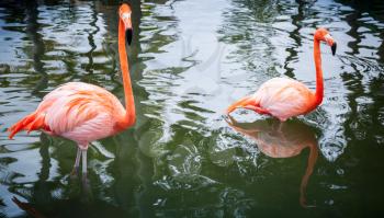 Two pink flamingos walking in the water