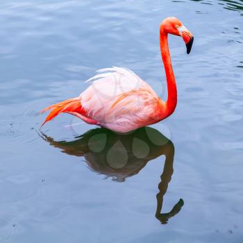 Pink flamingo walks in the water with reflections, square photo