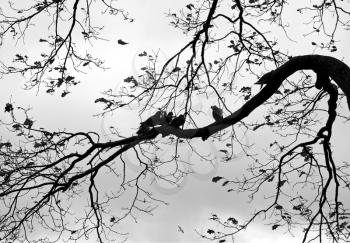 Abstract nature background with birds and trees. Monochrome photo of Dove on the branch of old tree in the autumnal park
