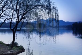 Black weeping willow silhouette on the coast. Walking around famous West Lake park in Hangzhou city center, China. Blue toned photo