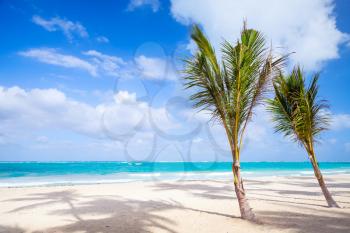 Two palm trees grow on empty sandy beach. Coast of Atlantic ocean, Dominican republic
