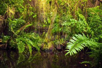 Wild tropical forest landscape with green plants growing in the water. Stylized photo with warm tonal correction filter, instagram style 