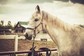 White horse stands on a leash, close up photo with warm tonal correction filter effect, retro style