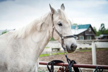White horse stands on a leash, close up photo
