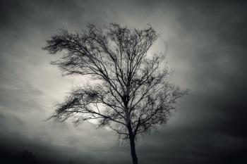 Dark silhouette of bare tree over dramatic cloudy sky. Monochrome toned background photo