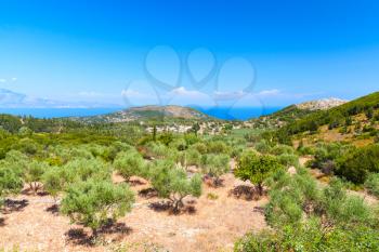 Coastal summer landscape with olive trees. Zakynthos, Greek island in the Ionian Sea