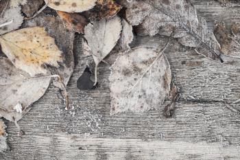 Fallen dry autumn leaves with hoarfrost lay on gray wooden board, Early frosts background photo texture