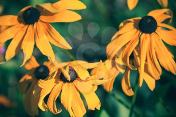 Yellow rudbeckia or Black Eyed Susan flowers in the garden, macro photo with selective focus and tonal filter correction