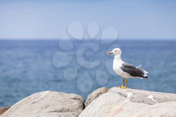 Glaucous Gull Larus hyperboreus sitting on coastal stones