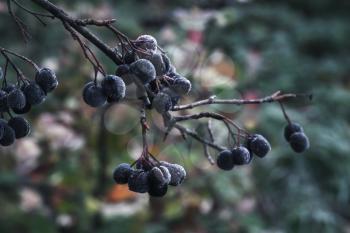 Aronia berries in October. Chokeberry covered with hoarfrost, close-up photo with selective focus