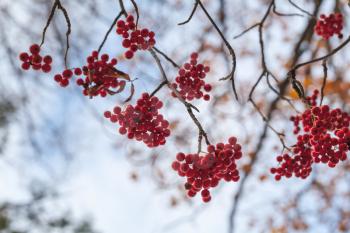 European rowan fruits, macro photo of red berries in autumn season, selective focus
