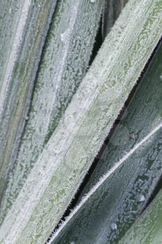 Early frosts, vertical background photo, frozen leaves covered with hoarfrost, close up photo with selective focus