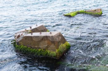 Broken pier concrete parts with green seaweed, Bosporus