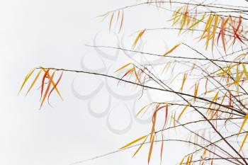 Willow branches with colorful leaves over white background in autumn season