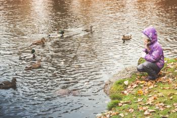Sitting little girl feeds ducks on lake coast in autumn park
