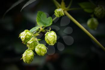 Hop plant over dark background. Humulus lupulus, close-up photo with selective focus
