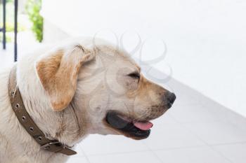 Close-up profile portrait of lazy white Labrador Retriever
