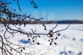 Alder tree branches in winter. Close-up photo with selective focus