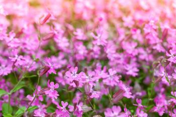 Bright pink flowers in spring garden. Close-up photo with selective focus. Phlox subulata or Creeping Phlox