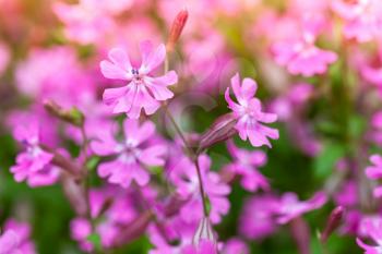 Bright pink flowers in spring garden. Macro photo with selective focus. Phlox subulata or Creeping Phlox
