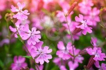 Phlox subulata or Creeping Phlox. Pink flowers close-up photo with selective focus