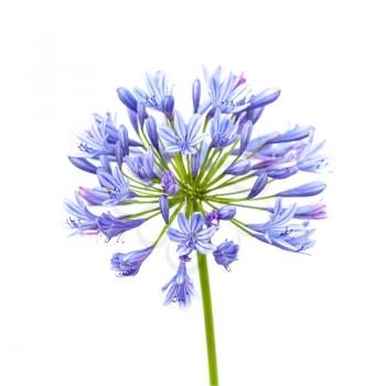 Bright blue Agapanthus flower. Square macro photo isolated on white