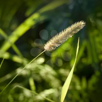 Nature green background with foxtail grass closeup photo