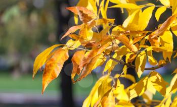 Bright orange autumn leaves background. Selective focus