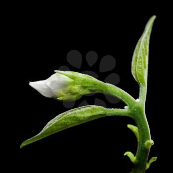 Young sprout of small white flower isolated on black background