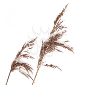 Macro photo of dry coastal reed cowered with snow isolated on white