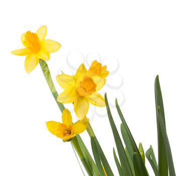 Yellow daffodils flowers isolated on white