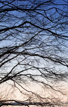 Nature abstract fragment with tree branches in front of colorful clear sky