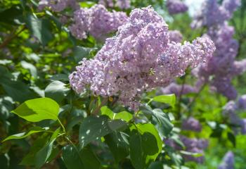 Nature summer background with branch of fresh lilac flowers in the sunshine