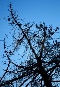 Dry dead pine tree silhouette above deep blue sky