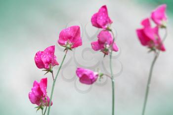 Pink sweet pea flowers (Lathyrus odoratus) above blurred background