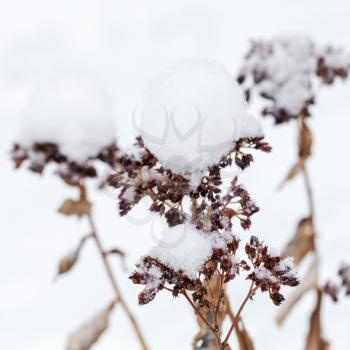 Dry winter flowers covered with snow balls