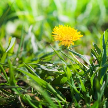 Yellow dandelion flower on the spring meadow