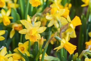 Bright yellow narcissus flowers in spring garden