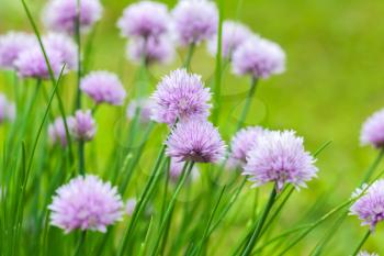 Purple chives blossom, macro photo with selective focus