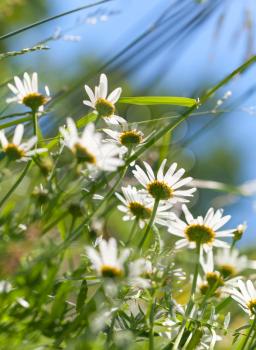 Wild white daisies grow on a summer meadow. Selective focus