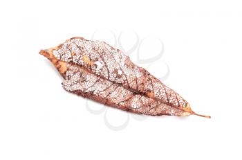Dry orange structured autumnal leaf isolated on white background