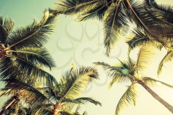 Coconut palm trees over bright sky background. Vintage style. Toned photo with filter effect
