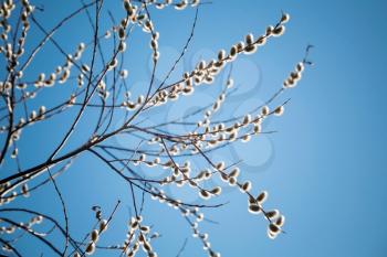 Pussy willow branches with white catkins on a blue sky background. Shallow DOF macro photo with retro tonal correction, retro filter