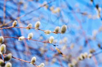 Pussy willow branches with white catkins on a blue sky background. Shallow DOF macro photo 