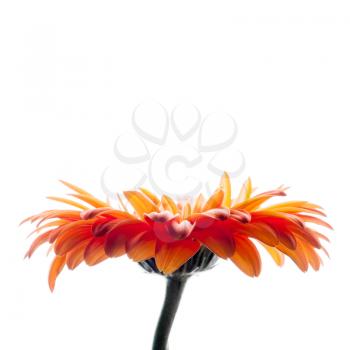Bright red gerbera flower isolated on white background, macro photo with shallow DOF