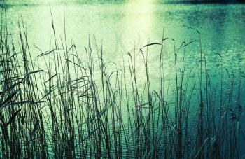 Coastal reed silhouettes, green toned photo, retro style tonal filter