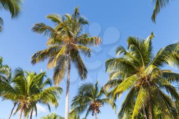 Forest of coconut palm trees over clear blue sky background