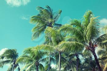 Palm trees over cloudy sky background. Vintage style. Photo with blue toned instagram filter effect