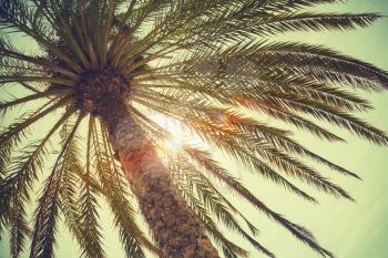 Palm tree and shining sun over bright sky background. Vintage style. Toned photo with vintage colorful tonal filter effect, old style