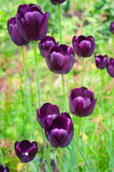 Dark purple tulip flowers on spring meadow, macro photo with selective focus